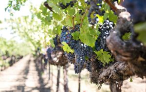 Read more about the article Discover the Untapped Wine Paradise of North Fork