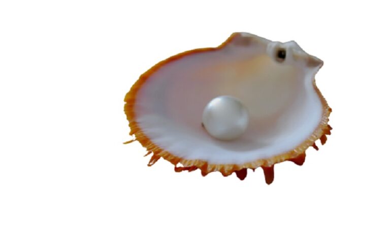 A shell pearl